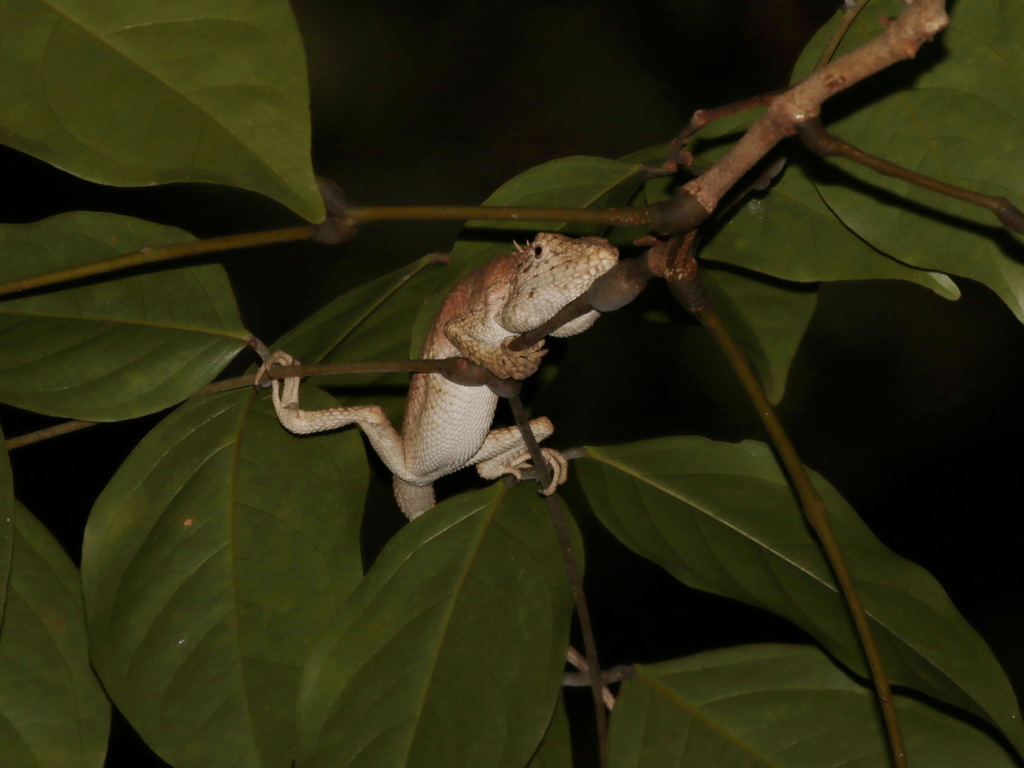Thai False Bloodsucker