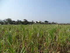 Saccharum × sinense