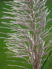 Saccharum × sinense