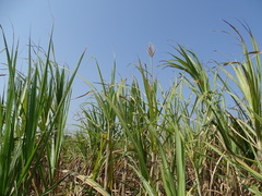 Saccharum × sinense