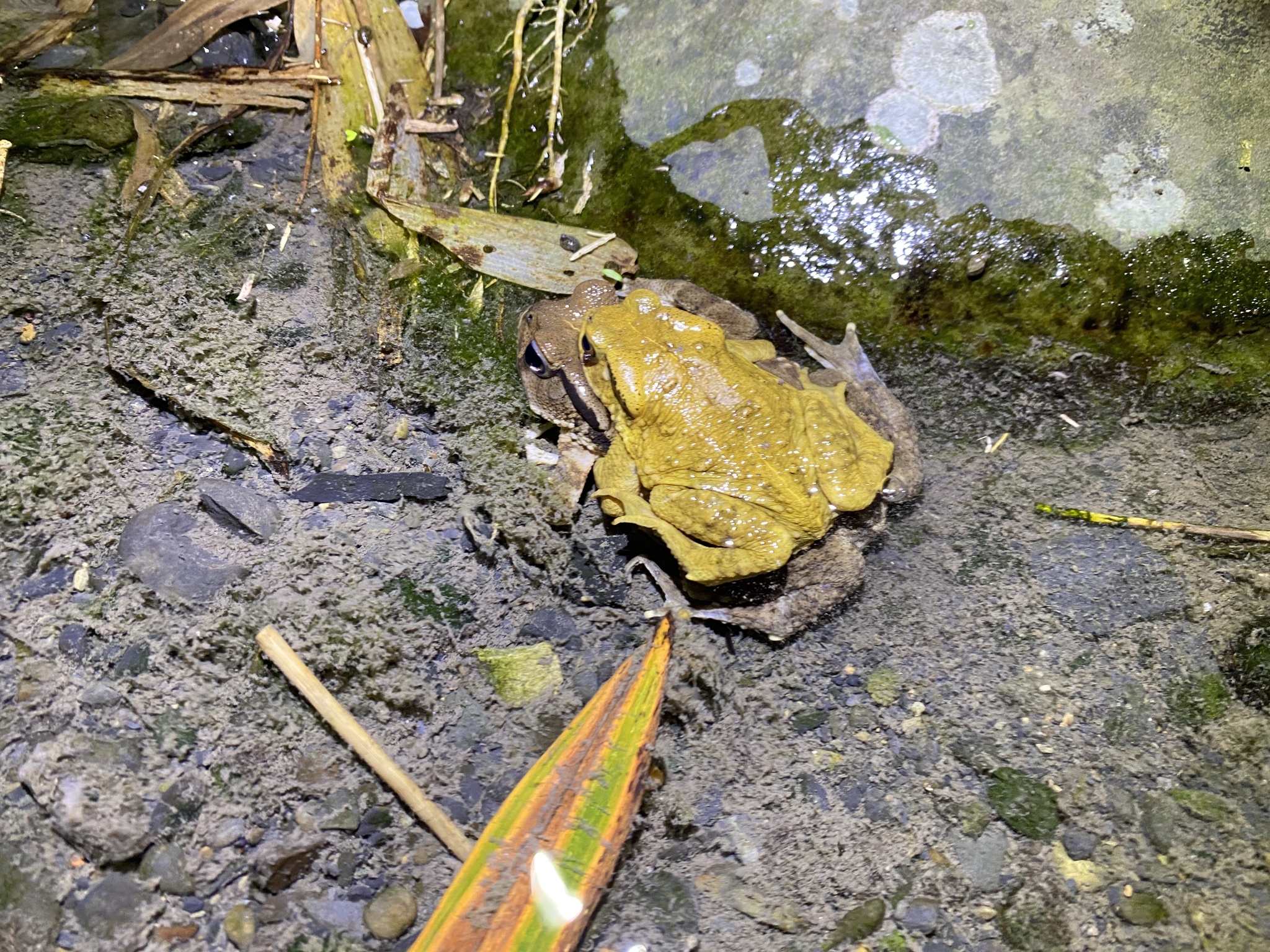 Bufo bankorensis Barbour, 1908