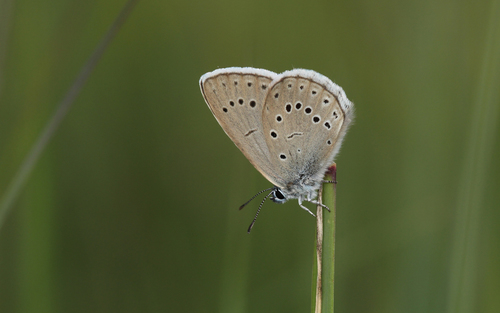 Scarce Large Blue