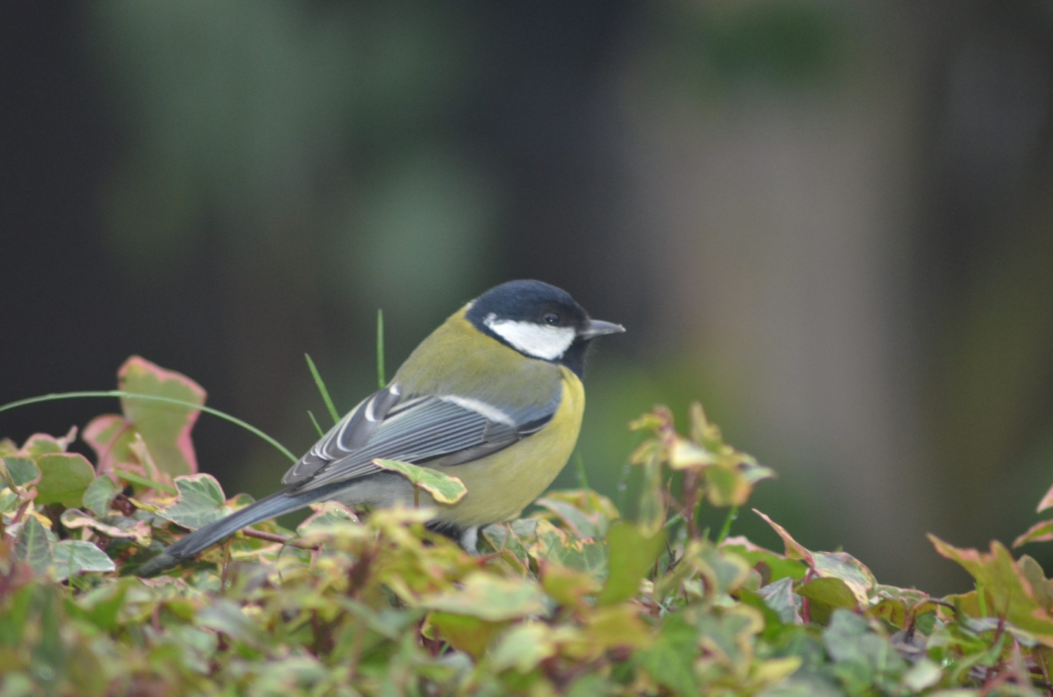Parus major