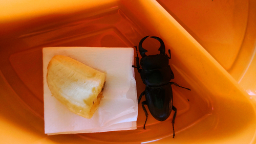Dorcus ritsemae volscens
