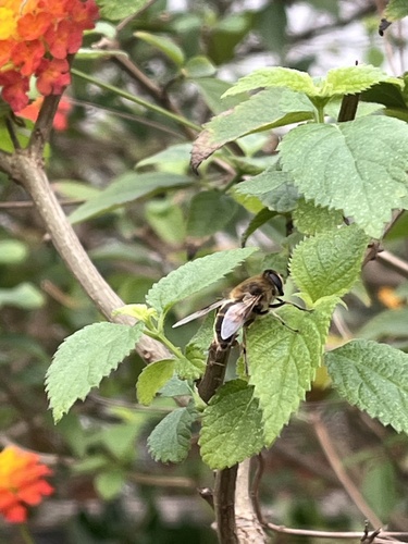 Unknown species found near Long Island, Farmingdale, NY, US