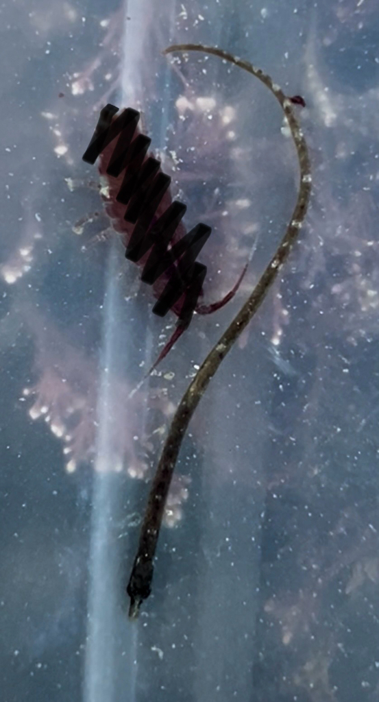 Worm pipefish (Nerophis lumbriciformis) — Syngnathidae
