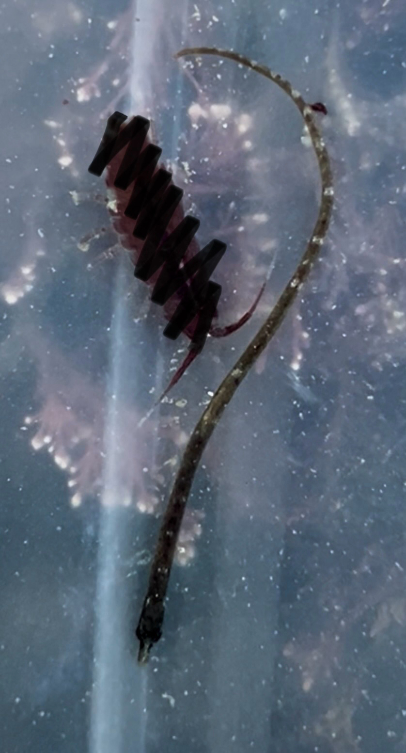Pipefish (various species)