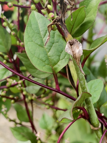 Basella alba