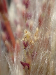 Saccharum × sinense