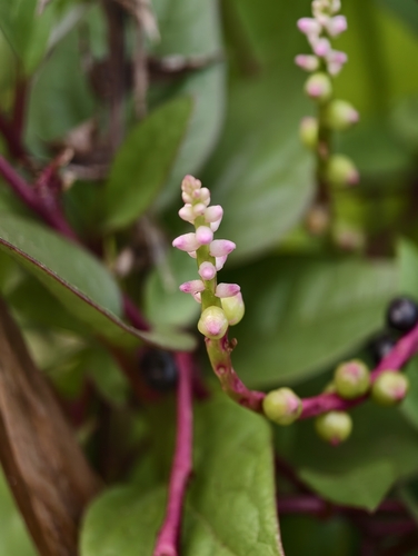 Basella alba