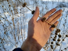 Chaiturus marrubiastrum