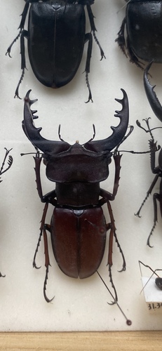 Lucanus kirchneri