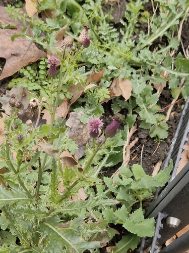 Otra foto de Canada thistle