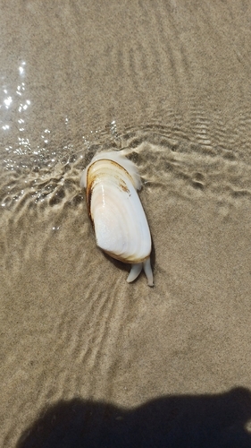 Amarilladesma mactroides