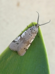 Galtara nepheloptera