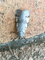 Galtara nepheloptera