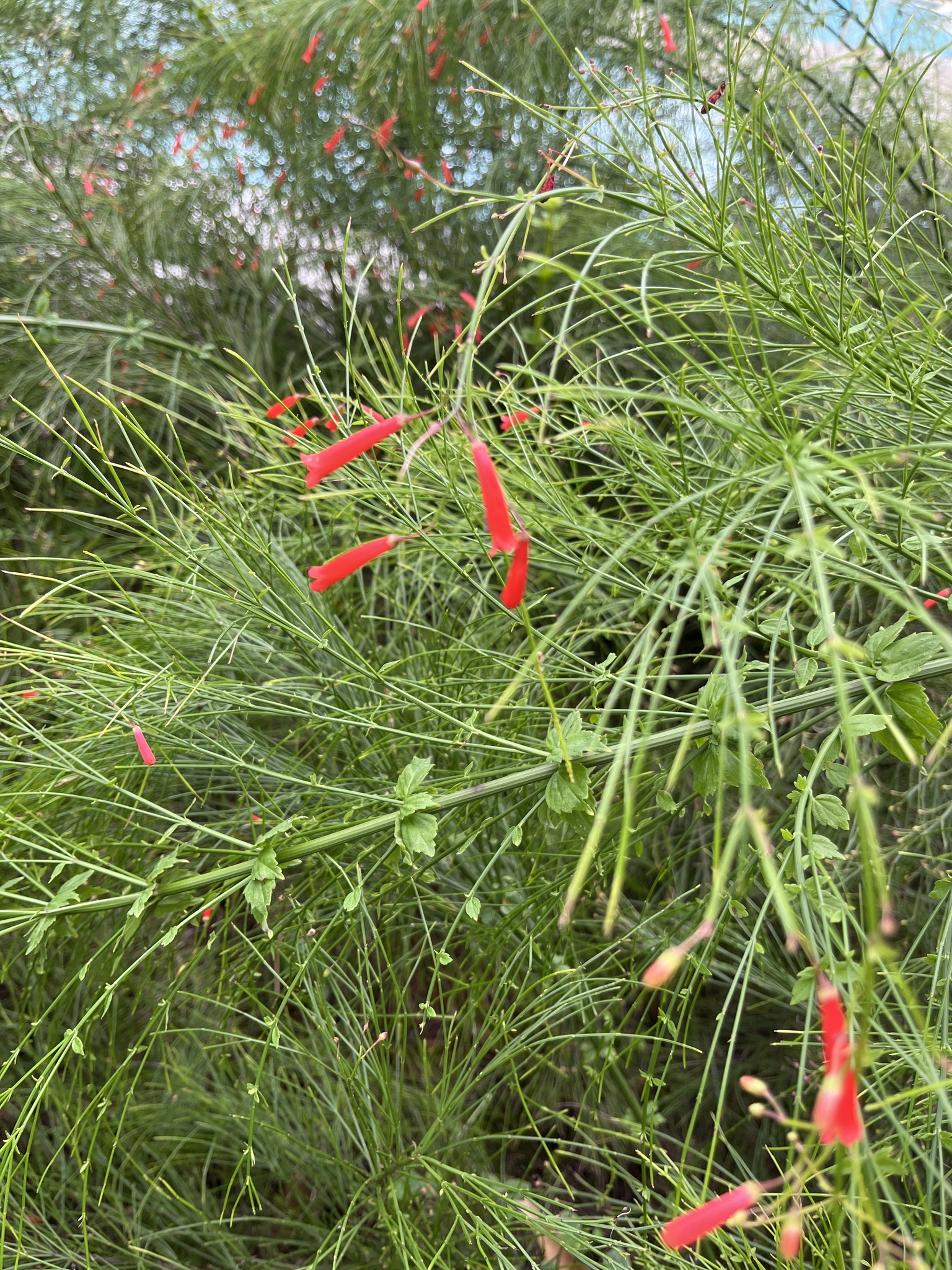 Firecracker plant