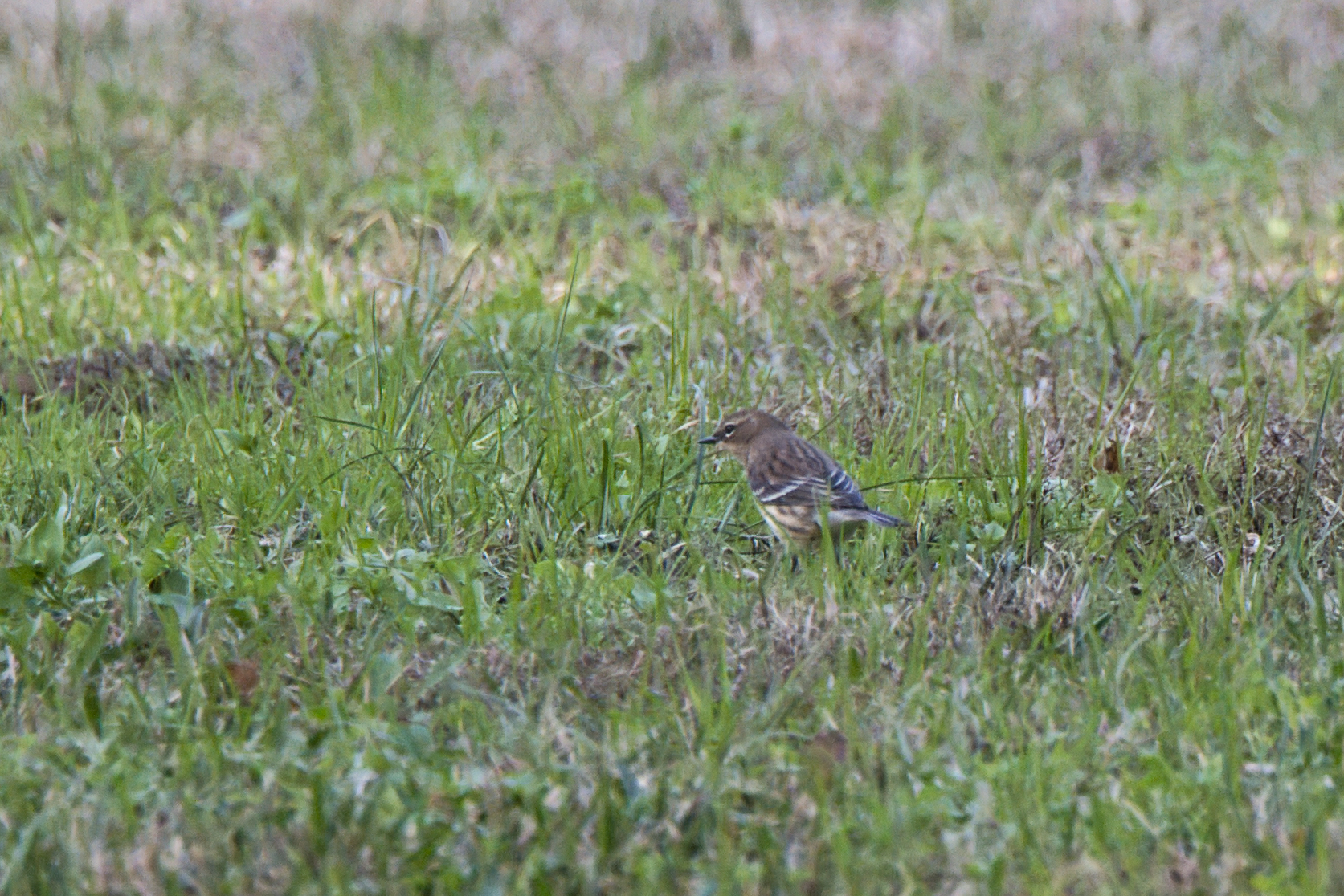 Yellow-rumped Warbler (Setophaga coronata), photo 2
