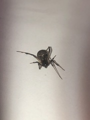 Latrodectus geometricus
