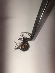 Latrodectus geometricus