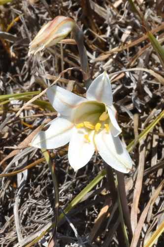 Cyrtanthus loddigesianus