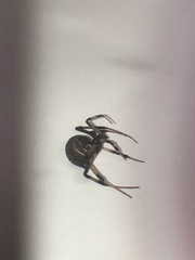 Latrodectus geometricus