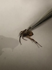 Latrodectus geometricus