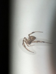 Latrodectus geometricus