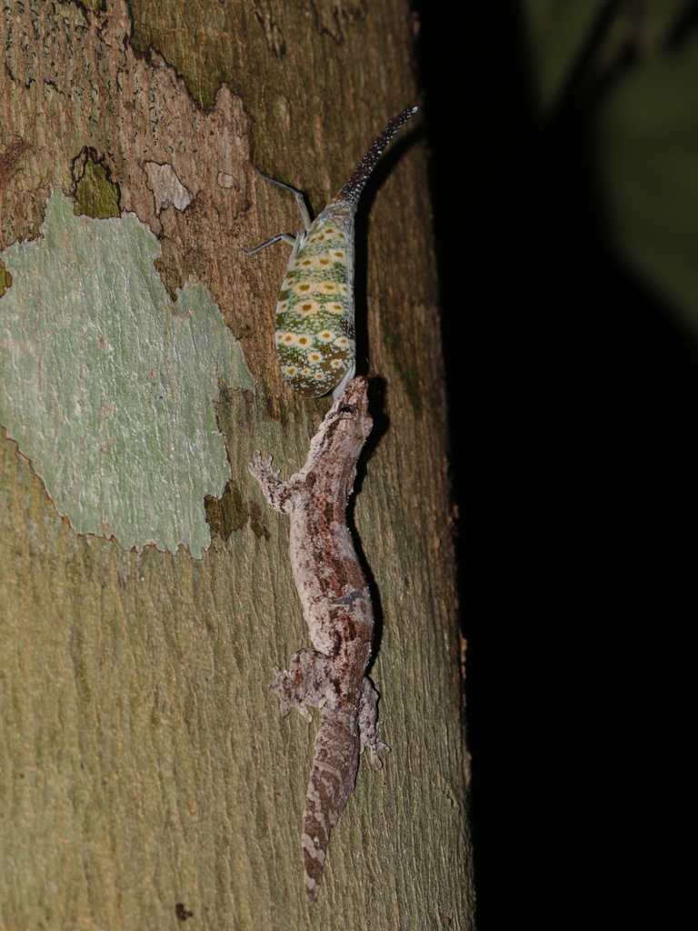 Mocquard's House Gecko