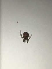 Steatoda grossa