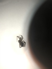 Steatoda grossa