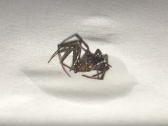Steatoda grossa