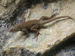 Sceloporus gadoviae