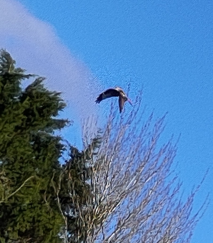Red Kite (Milvus milvus), photo 1