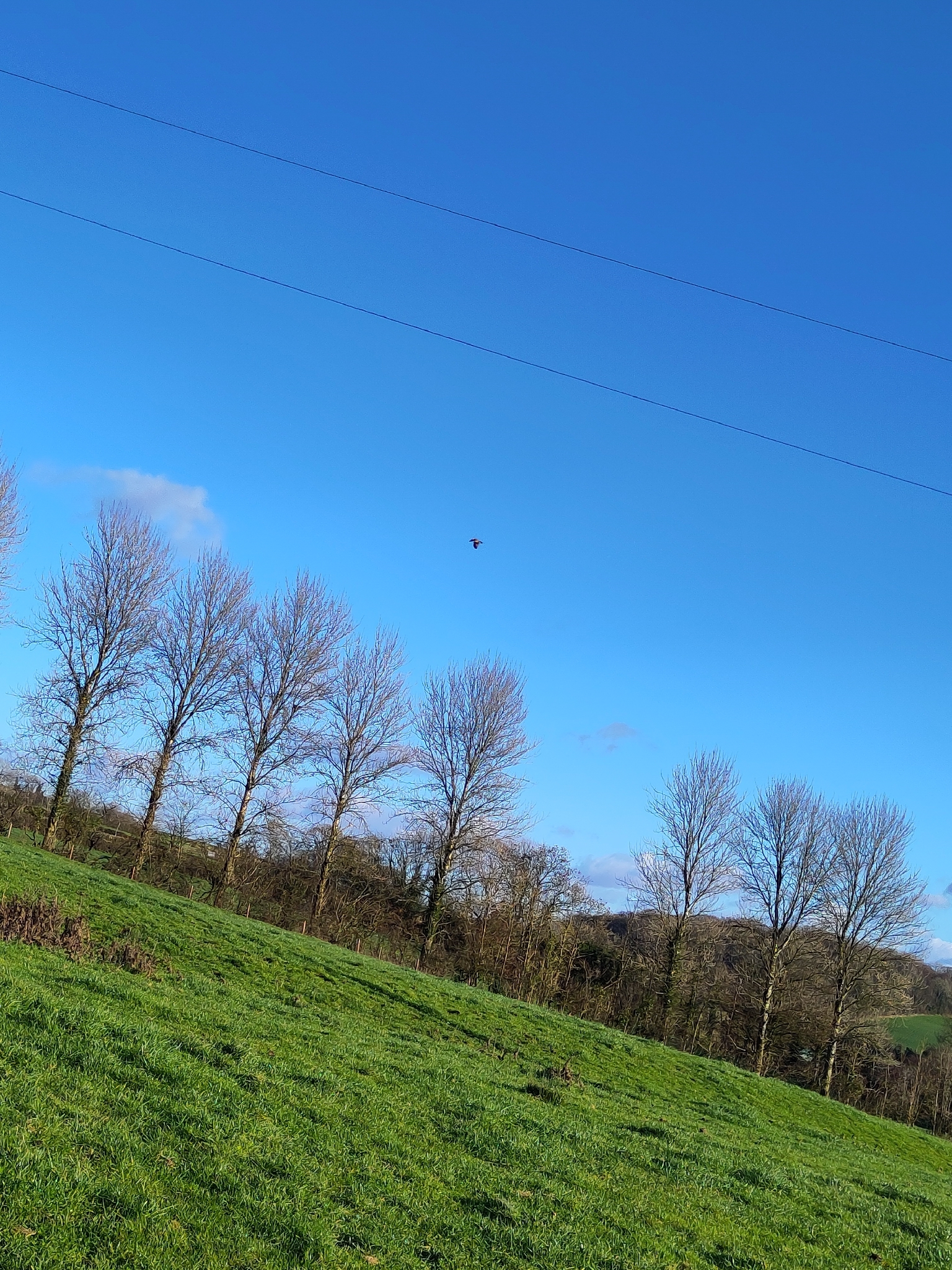 Red Kite (Milvus milvus), photo 2