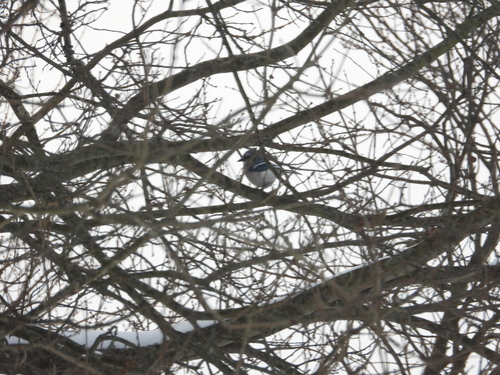 Blue Jay (Cyanocitta cristata), photo 2