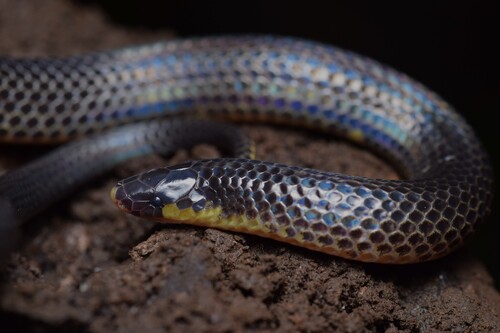 Godman's Earth Snake