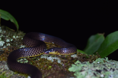 Godman's Earth Snake