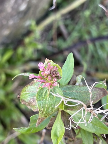 Centranthus ruber