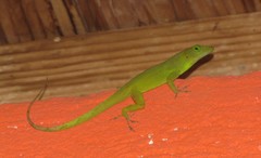 Anolis garmani