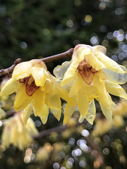 Chimonanthus praecox