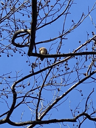 Red-shouldered Hawk (Buteo lineatus), photo 4