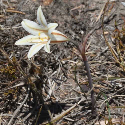 Cyrtanthus loddigesianus