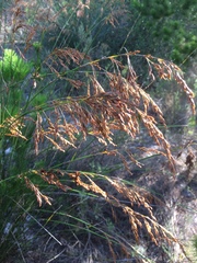 Thamnochortus insignis