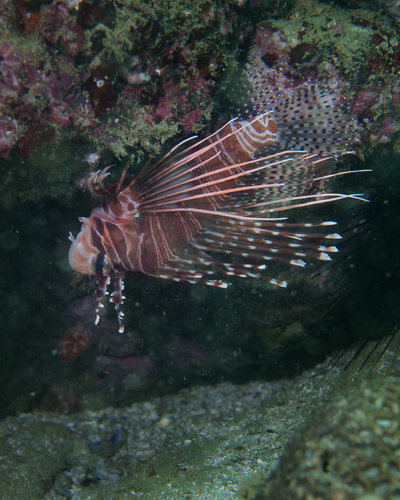 Pteropterus antennatus