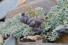 Corydalis fedtschenkoana