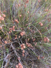 Staberoha distachyos