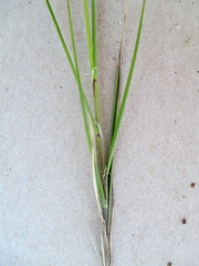 Melica minuta