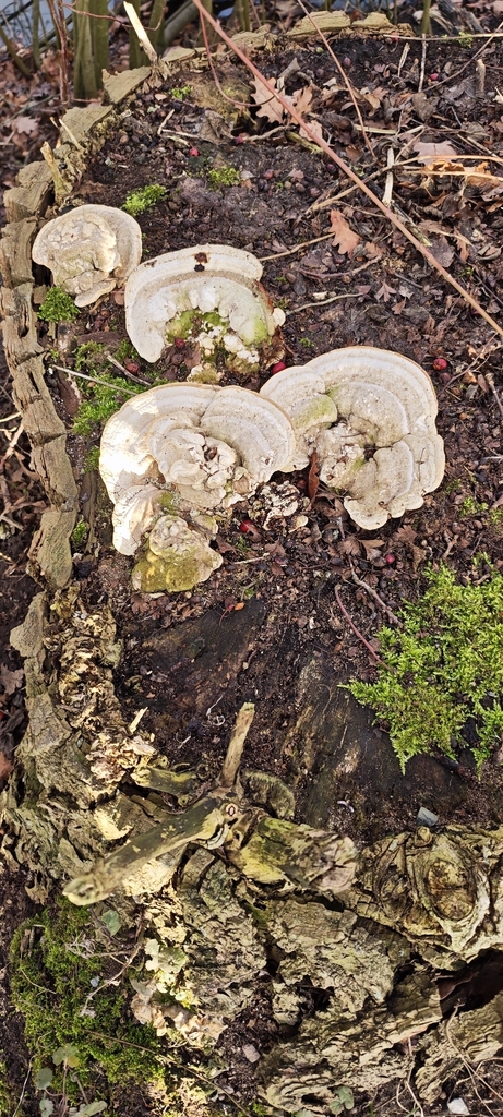 Trametes gibbosa · January 2026 · photo: © dimitribrosens (iNaturalist, cc0)
