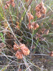 Staberoha distachyos